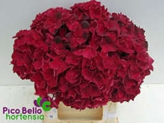 Hydrangea Rubyred 40cm 12-14cm Hd