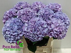 Hydrangea Royal Benefit 80cm 19-21cm Hd