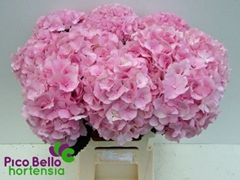 Hydrangea Verena 60cm 16-18cm Hd