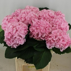 Hydrangea Verena 80cm 20-22cm Hd