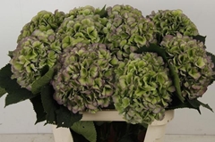 Hydrangea Verena Blue Classic 80cm 20-22cm Hd