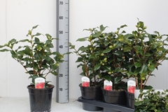 Camellia Japonica Dr King 17Ø 50cm