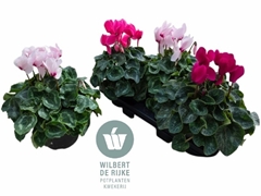 Cyclamen Super Serie Mammoth 17Ø 35cm