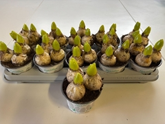 Hyacinthus White Ideal 12Ø 13cm 3pp