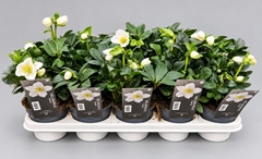 Helleborus Christmas Carol 12Ø 23cm