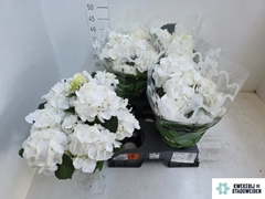 Hydrangea Schneeball 14Ø 37cm 10bl