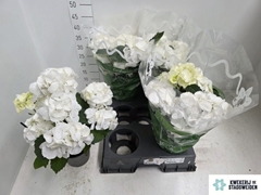 Hydrangea Schneeball 14Ø 37cm 7bl