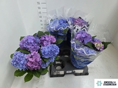 Hydrangea Blauer Zwerg 14Ø 36cm 6bl