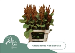 Amaranthus Cruentus Hot Biscuits 70cm