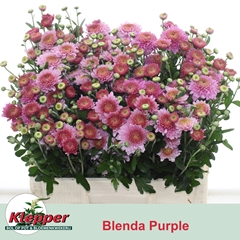 Chrysanth Spray Blenda Purper 55cm 75gr.
