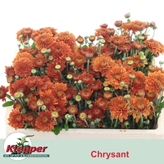 Chrysanth Spray Blenda 50cm 55gr.