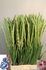 Gladiolus Adrenalin 105cm 150gr.