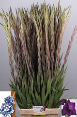 Gladiolus Purple Flora 110cm 150gr.