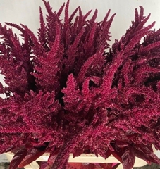 Amaranthus Cruentus Velvet 75cm
