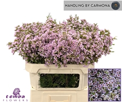 Chamelaucium Titan 70cm 70gr.