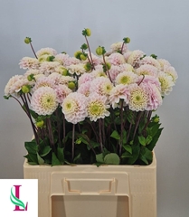 Dahlia Light Wizard 55cm