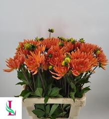 Dahlia Ludwig Helfert 60cm