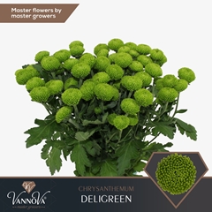 Chrysanth Spray Deligreen 70cm 90gr.