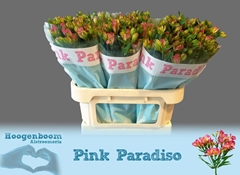 Alstroemeria Florinca Pink Paradiso 75cm