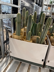 Cereus 17Ø 65cm