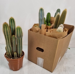 Cereus 17Ø 40cm