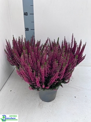 Calluna Beauty Ladies Sela 13Ø 25cm