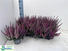 Calluna Beauty Ladies Wild Berry Wonder Mix In Pot 10Ø 22cm