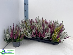 Calluna Beauty Ladies Mix In Pot 3 Colours 10Ø 25cm