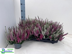 Calluna Beauty Ladies Ametie Mix In Pot 10Ø 22cm