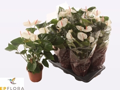 Anthurium Success White 17Ø 70cm