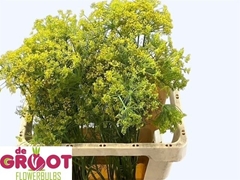 Anethum Graveolens 55cm