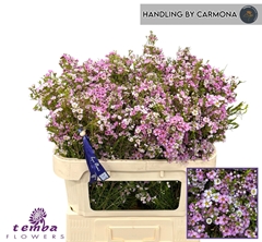 Chamelaucium Kerryn 70cm 50gr.