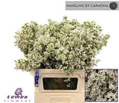 Chamelaucium Blizzard 80cm 40gr.