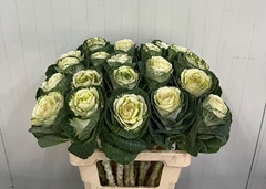 Brassica White Crane 60cm
