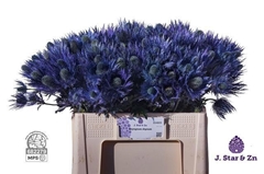 Eryngium Alpinum 50cm