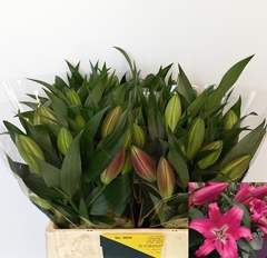 Lily Oriental Corvette 60cm 1+