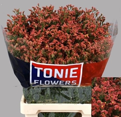 Limonium Sinense Max Diamond 65cm 25gr.