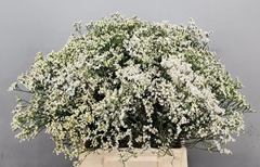 Limonium Sinense Clear Diamond 40cm 15gr.