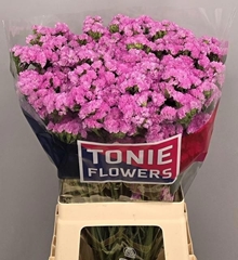 Limonium Sinuatum Rosella Sun Birds 70cm 45gr.