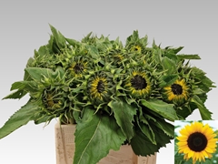 Helianthus Sunrich Orange 65cm 12cm Hd