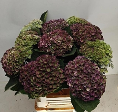 Hydrangea Revolution Classic 60cm 13-15cm Hd