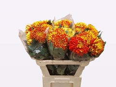 Chrysanth Single Fuego 80cm 85gr.