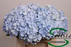 Hydrangea Verena Blue 50cm 12-14cm Hd
