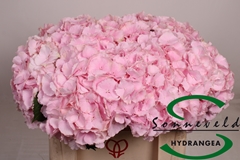 Hydrangea Verena 50cm 17-19cm Hd