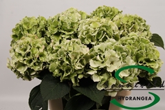 Hydrangea Lolly Pop Classic 60cm 13-15cm Hd