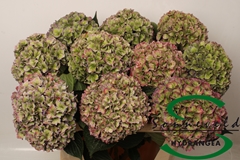 Hydrangea Rodeo Red Classic 75cm 17-19cm Hd