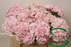 Hydrangea Royal Bliss 50cm 10-12cm Hd