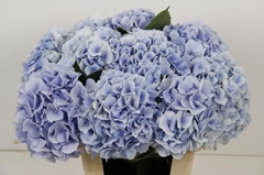 Hydrangea Verena Blue 60cm 15-17cm Hd