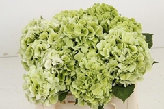 Hydrangea Verena Blue Classic 50cm 14-16cm Hd
