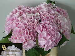 Hydrangea Verena 40cm 21-23cm Hd